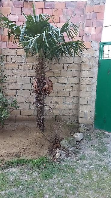 palma satisi: Yelpazə yarpaqlı xurma/palmanın satışı İki ədəddir təcili satılır — 2
