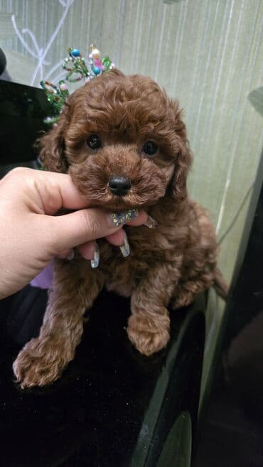 mini doberman: Pudel, 2 ay, Dişi, Ödənişli çatdırılma, Rayonlara çatdırılma — 2