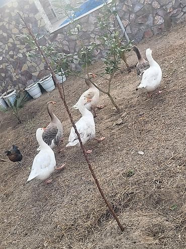 pisik ucun bit dermani: Qaz sürüsü satılır - Növ: Ağ və boz yerli qazlar (qarışıq rənglər) - — 9