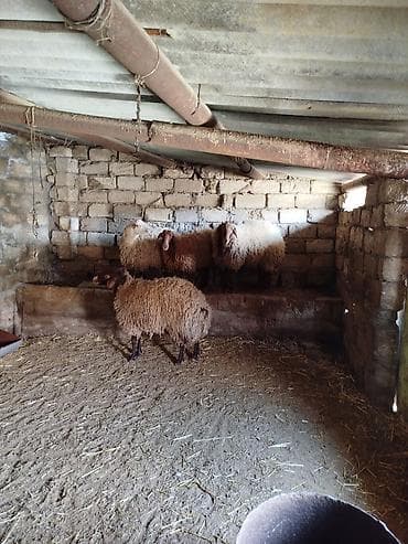hind qusu satisi: 1 Qoç, 2 Qoyun. 1 Dişi şişək, 1 ci qarına bogazdi. 70, 80 kiloluq — 8