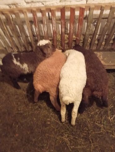 Inəklər, öküzlər: Qoyun/quzu satışı - Şəkillərdə müxtəlif rəngli 4 baş quzu göstərilir — 3