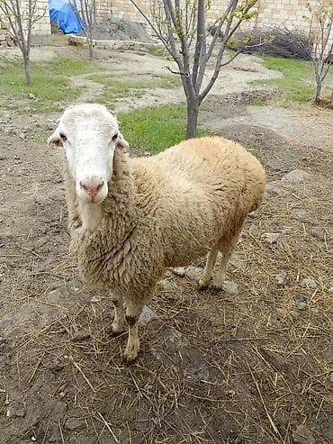 qoyun quyruğu: Erkek quzu satılır — 3