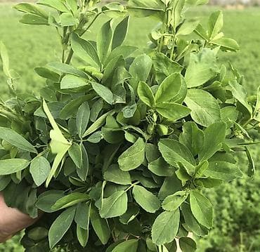 Букетные цветы: Bluemoon yonca toxumu İtalya istehsalıdır 20-22 gün peryodu ilə — 2