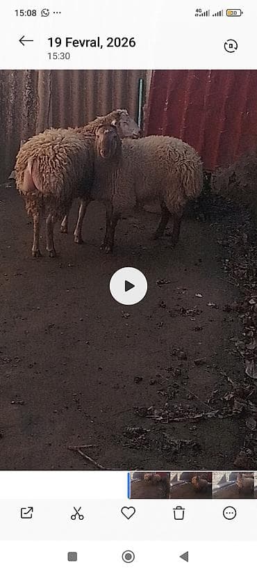 Balıqlar: Dişi, il: 2, Damazlıq — 1