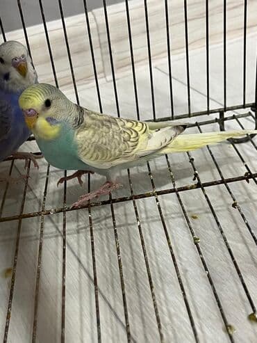 Heyvanlar üçün mallar: Volnist erkey balalar ələ öyrədməy vaxtlarıdı ünvan Fatmayı — 3