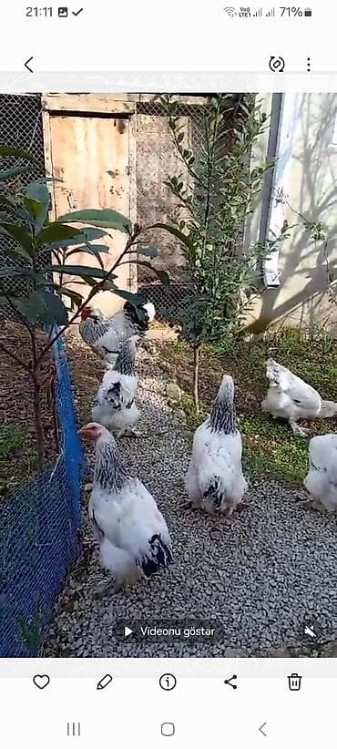 toyuq satılır: Toyuq, Brama, Damazlıq — 3