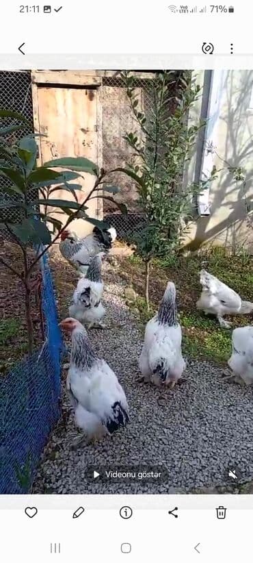 gence toyuq cuce: Məhsul: Brama (Brahma) cinsli xoruz - Cins: Brama (ağ-ləçəkli, qara — 3