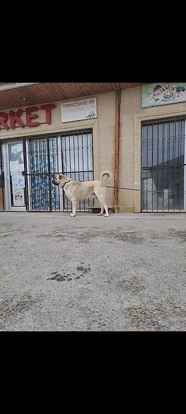 kangal balasi satilir: Kanqal, Peyvəndli — 4