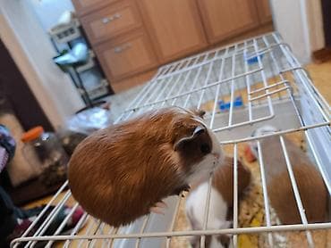 kənd heyvanları: Məhsul: Qvineya donuzu balaları (ev heyvanı) Təsvir: - Rəng çeşidi — 2