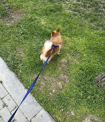 ov itləri: Şpitz, 2 il, Erkek, Peyvəndli, Pulsuz çatdırılma — 4