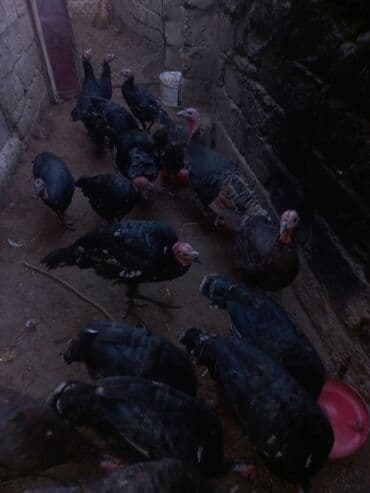 hind quşu cucesi: Erkək, Ətlik — 4