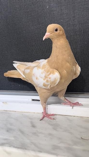 Sarı paqonlu maya satılır