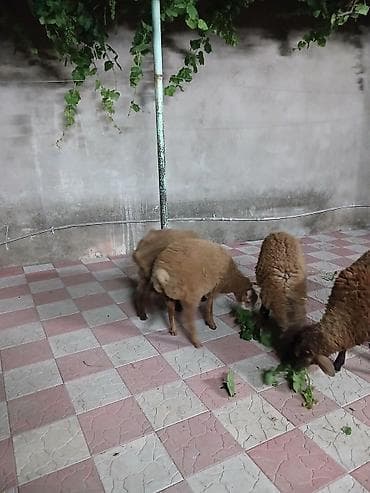 quzu qiyməti: 4 baş erkey quzu sağlam yeyimcil heyvanlardı qiymət 4 nə aitdi — 1