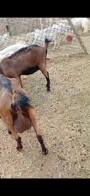 toyuq mehsullari topdan satis: Südçülük üçün keçilər sürüsü SANEN ALPİN MACAR CİNSLERİ ANA KEÇİLER — 8