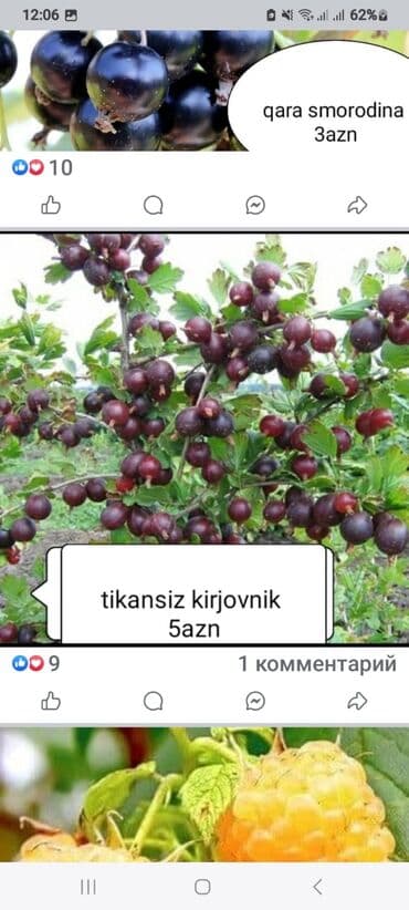 bitki dərmanları satışı: Килемейве. Тинклери. Сатылыр. Чатдырыма. Вар. Вотсапп — 10