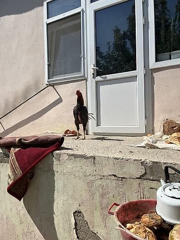 siam satisi: Heyratı 2 yaş mamba cinsi təkdi diə satıram fərə yoxdu — 1