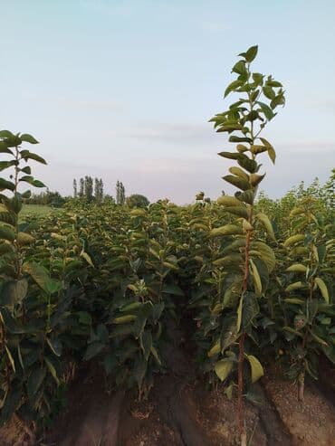 Müxtəlif meyvə ağacları və dekorativ ağaclar üçün tinglər. Geniş əkin