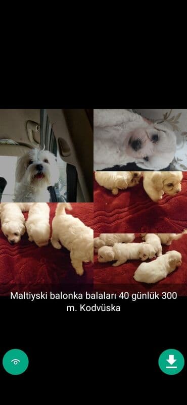 samoyed qiyməti: 3 ay, Dişi, Peyvəndli — 4