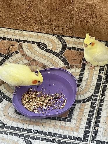 1,5 aylıq nimfə tutuquşları (Lutino cockatiel) Xüsusiyyətlər: - — 1