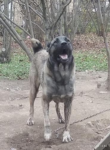 pon pon toyuqlar: Qafqaz çoban iti, 1 il, Erkek — 1