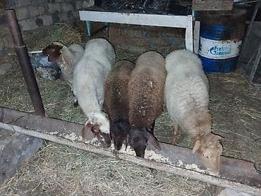 qara mal: Ümumi 5 baş heyvandı erkey toğlu dişi quzular boğaz qoyunnar qiymətlər — 5