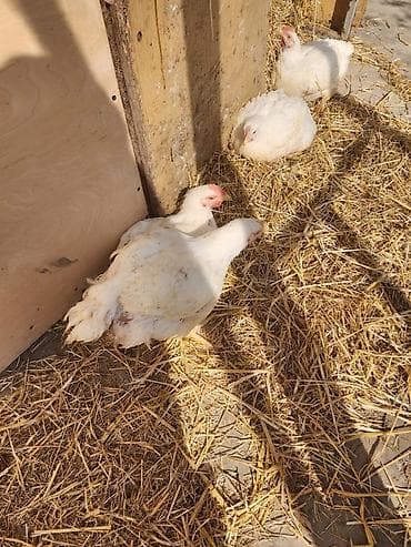 Digər heyvanlar: Toyuq, Broyler, Ətlik, Ünvandan götürmə — 1