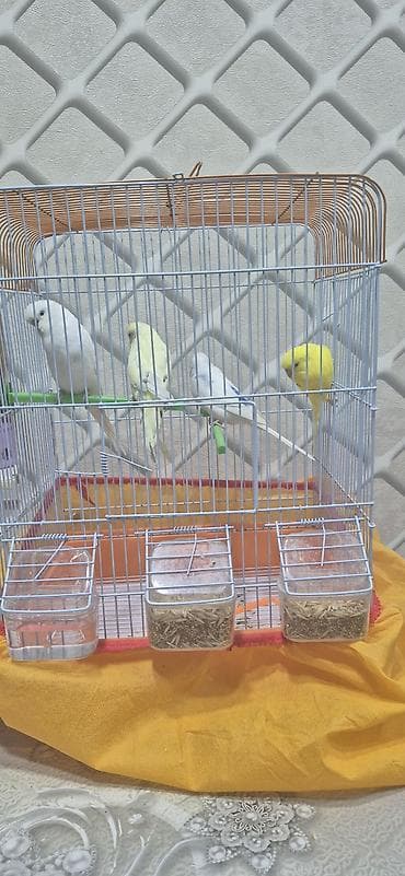 pişik sudu: Dalmatin və klassik rənglərdə büdcə dostu dalğalı tutuquşular — 3