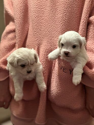 turkmen alabay itleri: Maltipu (Maltese x Pudel) balaları - Cins: Maltipu – hipoallergen — 4