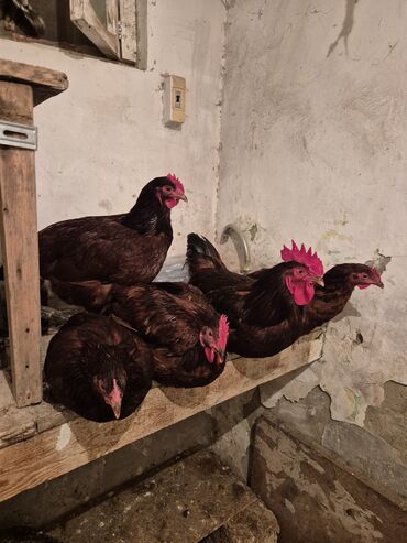 bakida cins ineklerin satisi: Курица, Для яиц — 1