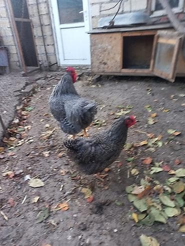 Inəklər, öküzlər: Toyuq, Damazlıq, Ödənişli çatdırılma — 3