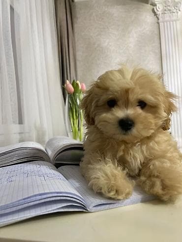 pişim: Miniatür, tüklü balaca it balası - Cins: kiçik ölçülü, uzun və — 1