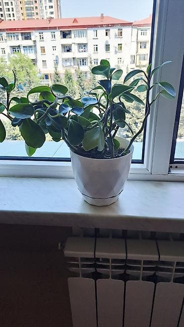 ev gulleri ve adlari: Dekorativ otaq bitkisi – Peperomiya (Peperomia obtusifolia) - Qalın — 1