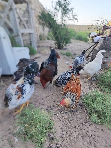 evren cuce yemi: Salam Aleykum cavan kənd colpalardi 3 ayları keçiblər bahalı — 3