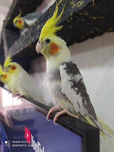 qarğa balası: Salam danisan quslar satilir. Yaslari ferqlidir. Quslar dislemir — 9