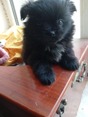 bala it sekilleri: 1 ay, Erkek — 1