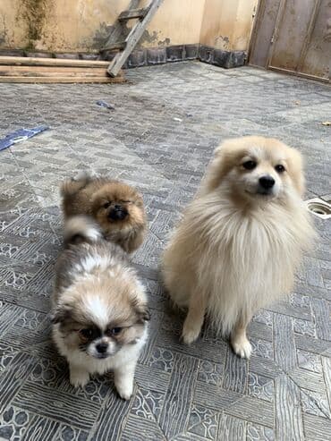 сколько стоят маленькие собаки: Шпиц, 2 месяца — 2