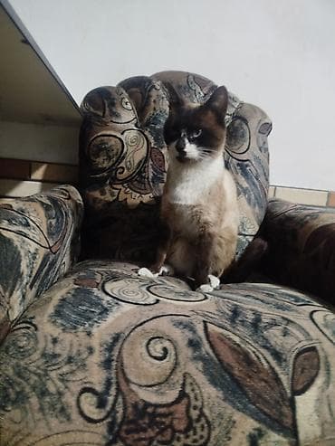 pisik latok: Siam — 3