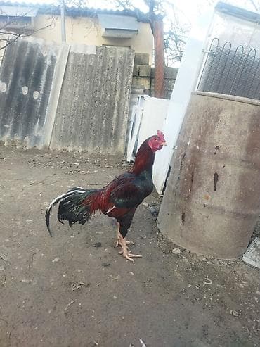 Gəmiricilər: Qırmızı xoruz 3 yaş yarım. damazlıq. bu biri balaca qırmızı iyun — 5