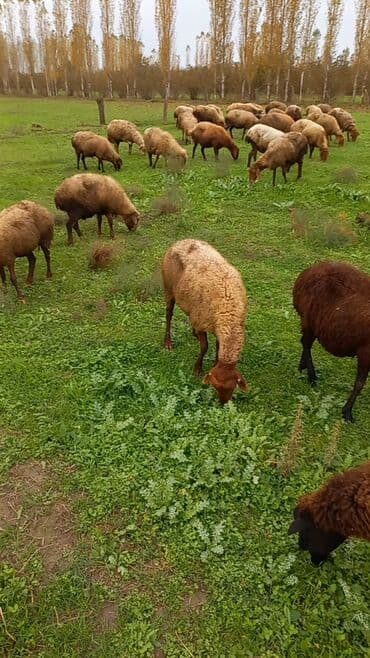 qırmızı kanada: 50 baş orta yaşlı qoyunlardı razılaşmağda olar — 2