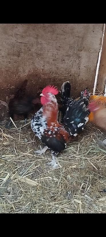 firəng toyuqu: Toyuq, Brama, Damazlıq — 1