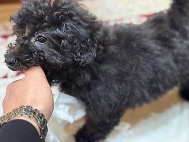 Heyvanlar üçün mallar: Pudel, 3 ay, Dişi, Peyvəndli — 2