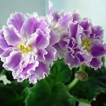 dibcek gulleri satisi: Fialka statiorlari 4azn. Saglam və yeni sortlar buyurun vatsap var — 3