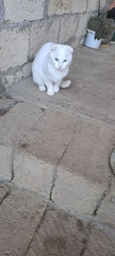 heyvanlar satışı: Ağ rəngli, mavi gözlü pişik - Qarma-qarışıq olmayan, tam ağ tüklü — 1