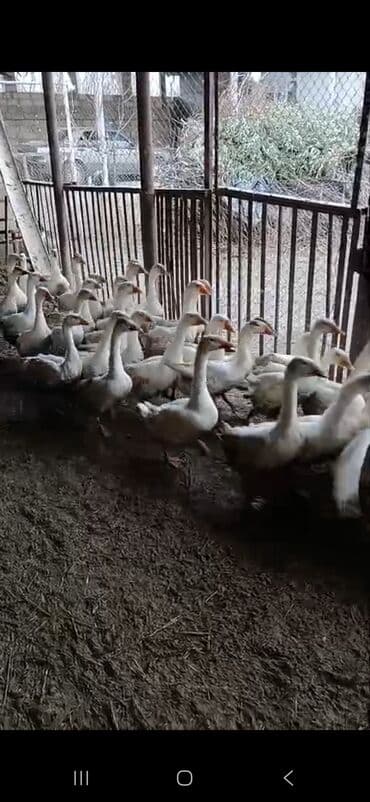 buzov satışı: Dişi, | Linda, Yumurtalıq — 1