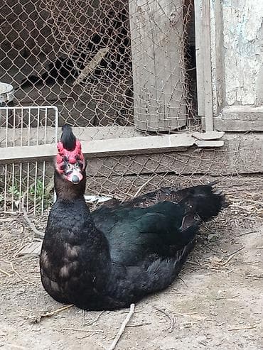 Salam krasnadar zümrüt özüm böyütmüsəm inqubatr deyil qrtdarda var lalafo.az -da Salam krasnadar zümrüt özüm böyütmüsəm inqubatr deyil qrtdarda var