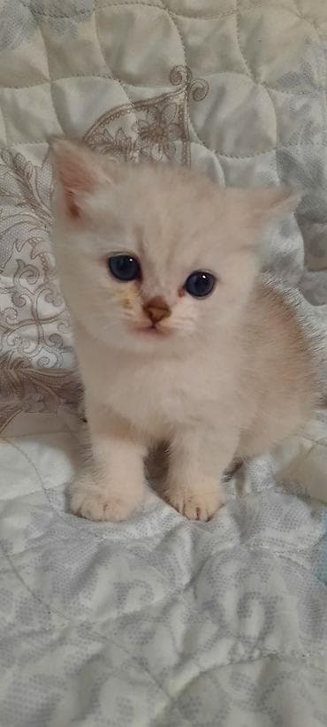 ev meymunları: Balaca pişik balası – krem rəngli tüklər, iri mavi gözlər, qısa — 4