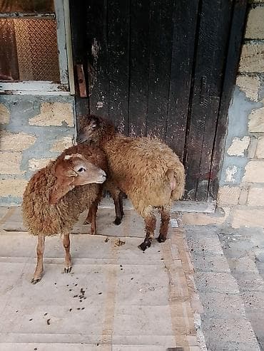 dovşan satılır: Salam aleykum quzular satılır ağ baş 290 manat o biri 330 manat — 6