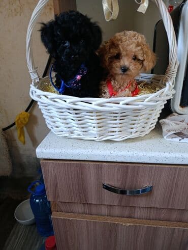 xaski iti qiymeti: Pudel — 3