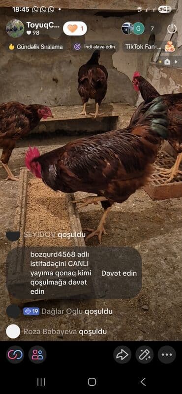 bakida cins ineklerin satisi: Курица, Для яиц — 9