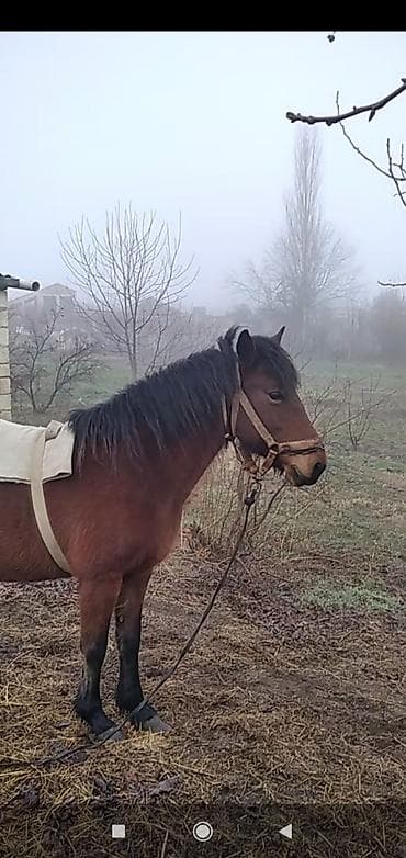 Птицы: Qəhvəyi rəngdə at – kənd təsərrüfatı işləri və minik üçün - Rəng — 2